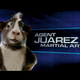 Illustration for article titled New Trailer Showcases Guinea Pig-Transformer Showdown